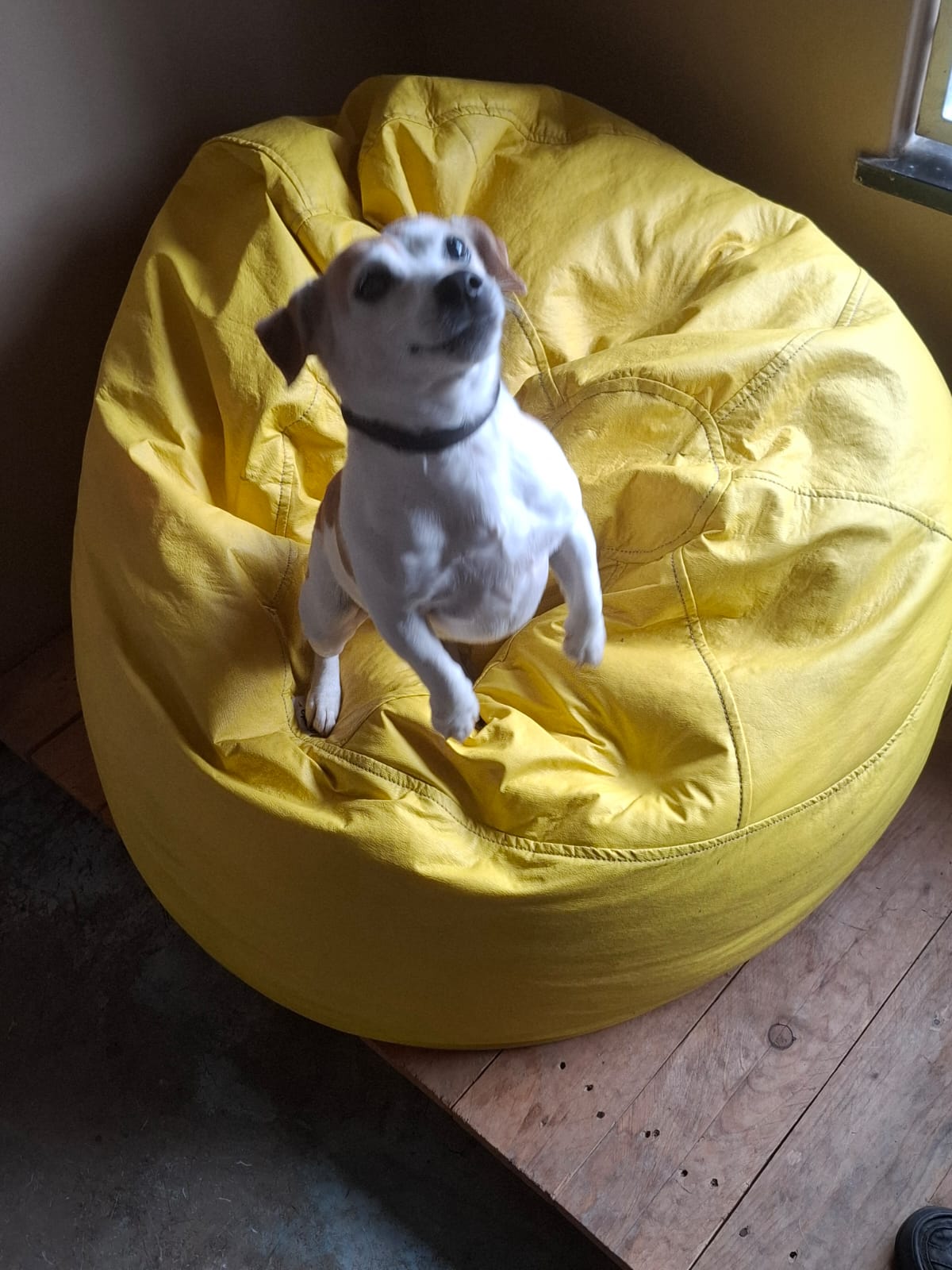 Pawsome Pups in action